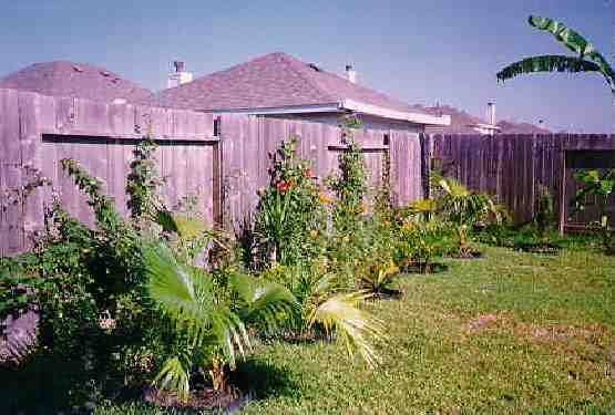 Our tropical backyard