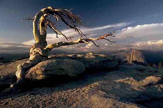 Yosemite National Park , Retired Pine (c) www.kodak.com